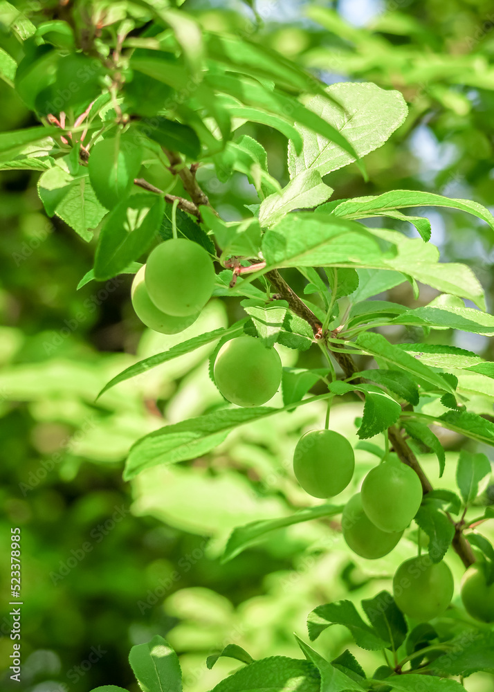 cherry plum grows and ripens on a branch of a plum tree. plum cultivation concept cherry plum grows and ripens on a branch of a plum tree. plum cultivation concept