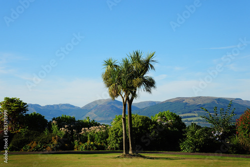 A palm tree on Scotland's Isle of Bute photo