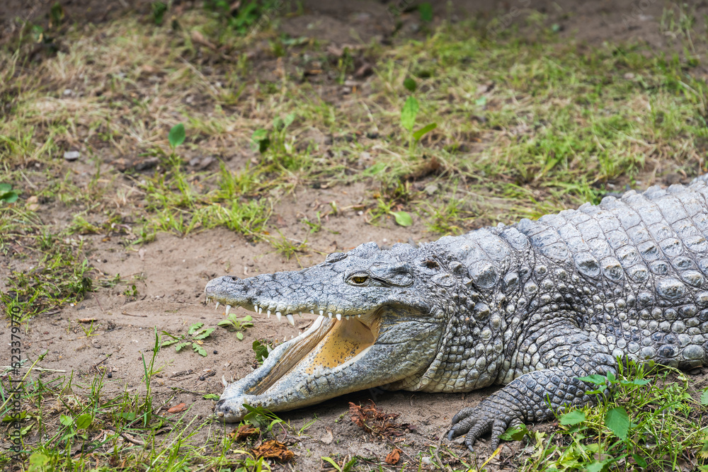 Obraz premium Shot of a freshwater crocodile with open mouth resting on green grass. Huge Alligator.