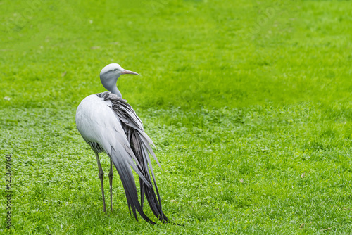 African blue crane close-up on a green grass background
