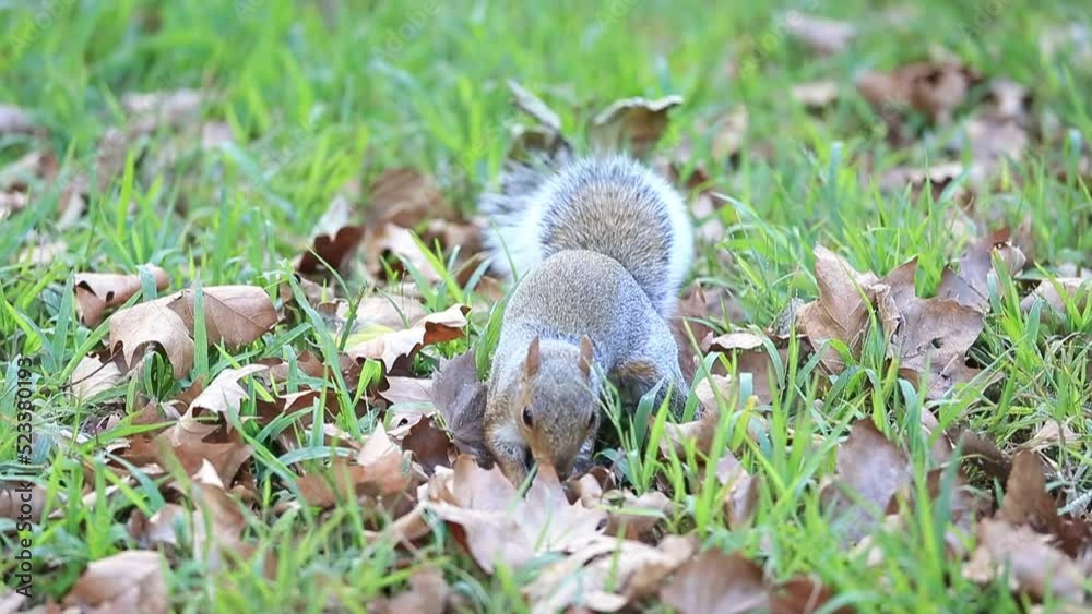 Cute grey squirrel hiding nut in the park during autumn season Cute grey squirrel hiding nut in the park during autumn season