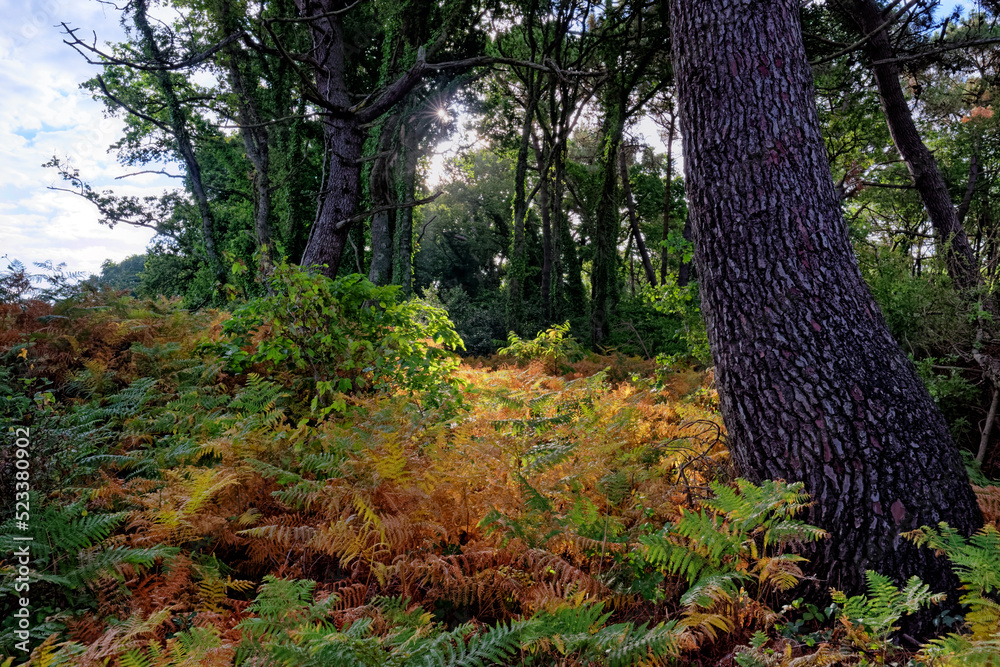 Obraz premium Cadoudal path along the Etel riverin Brittany region