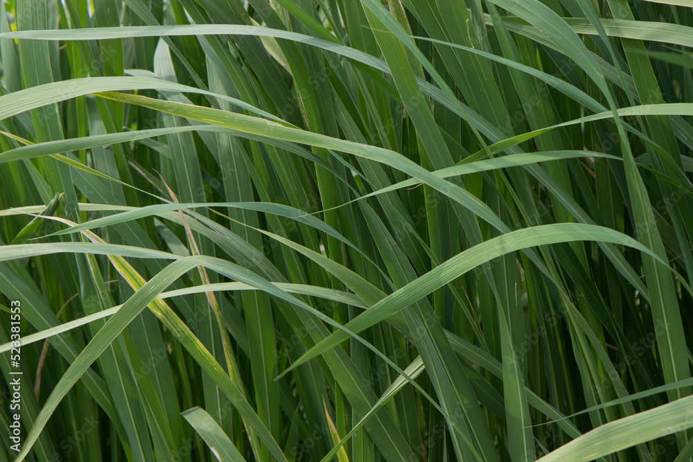Green grass growing in the water. Green grass growing in the water.