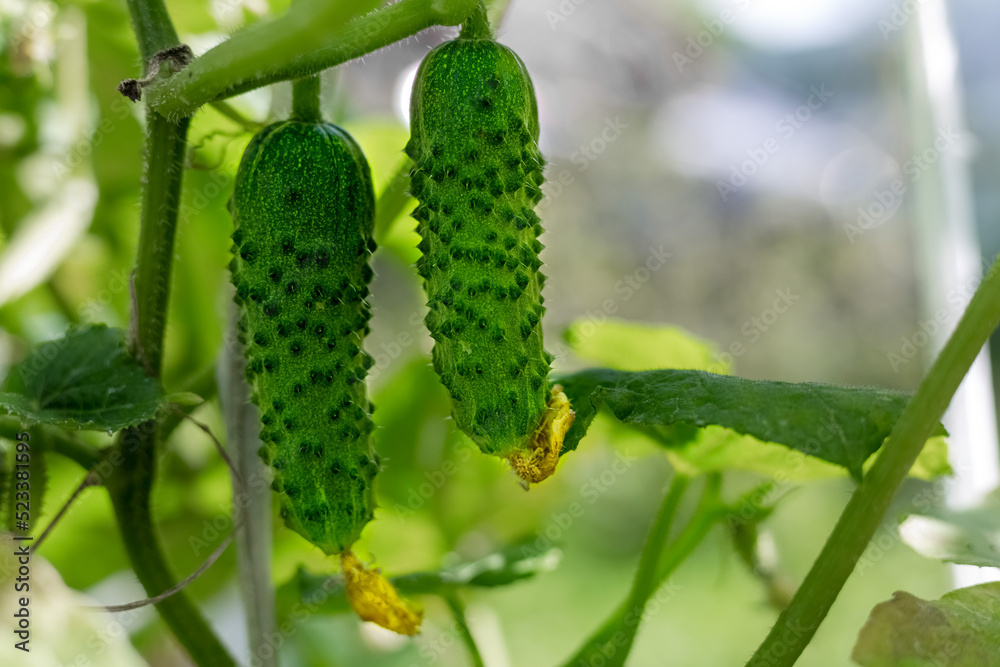 Green cucumbers with pimples ripen in the garden. The concept of harvesting, growing vegetables. Green cucumbers with pimples ripen in the garden. The concept of harvesting, growing vegetables.