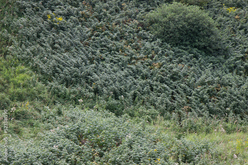 A slope with lush vegetation.