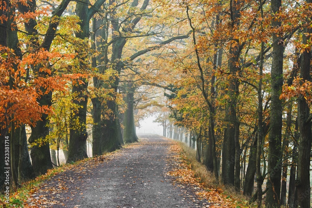 autumn atmosphere on the road in fog