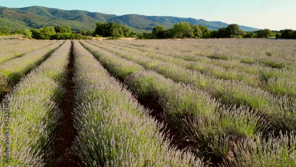 Plateau de Valensole lavender field at sunset in Haute Alpes Provence Cote d'Azur aerial view. High quality 4k footage Plateau de Valensole lavender field at sunset in Haute Alpes Provence Cote d'Azur aerial view. High quality 4k footage