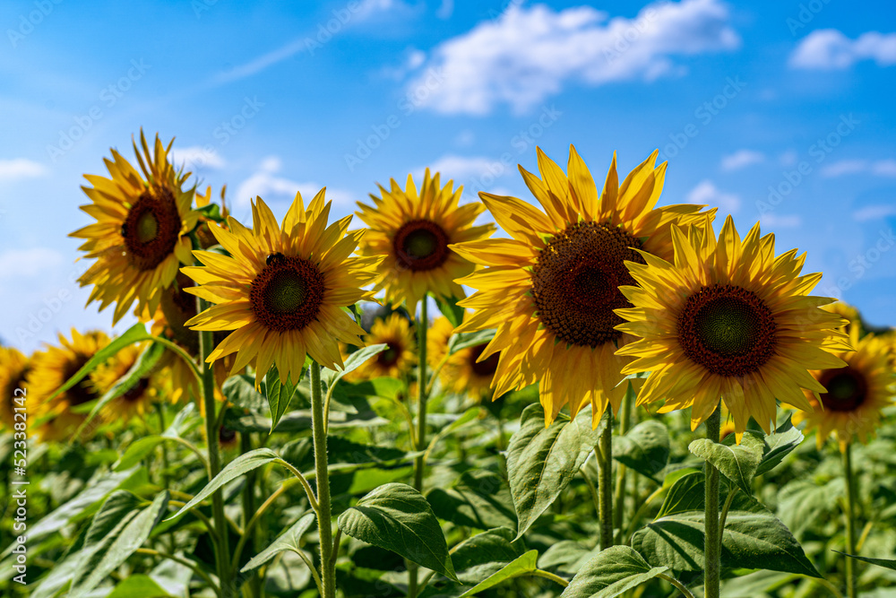 Fototapeta premium Sunflower flowers line up in a sunflower field.