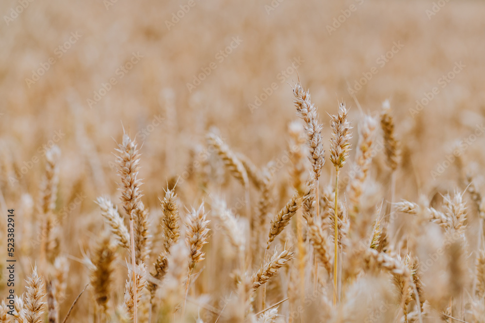 Fototapeta premium golden wheat field