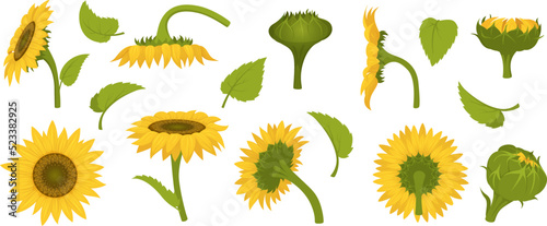 Sunflower collection. Agricultural illustration of beautiful botanical sunflowers in fields exact vector pictures set in cartoon style