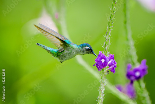 Violet-headed Hummingbird, Klais guimeti, feeding from a Jamaica Vervain flower in Costa Rica