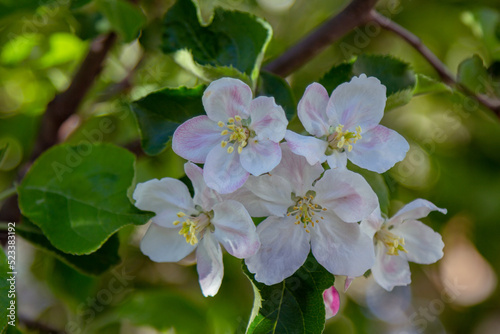 Beautiful blooming apple tree branches with pink flowers growing in a garden. Spring nature background.