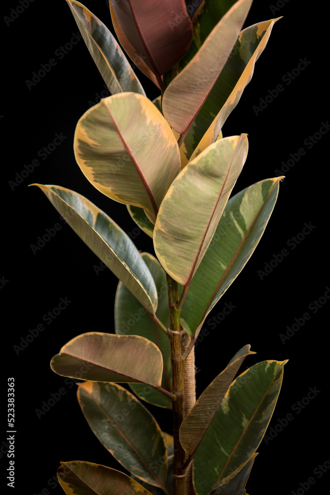 Rubber Tree plant or Ficus elastica on the black background Rubber Tree plant or Ficus elastica on the black background