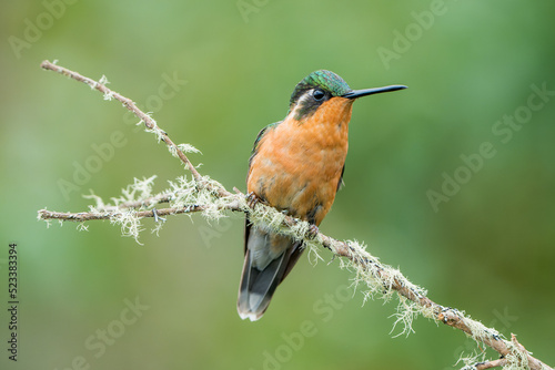 Female White-throated Mountain-gem, Lampornis castaneoventris, perched in Costa Rica photo