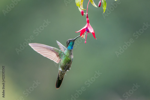 Iridescent Talamanca Hummingbird, Eugenes spectabilis, frozen in flight in Costa Rica's Highlands