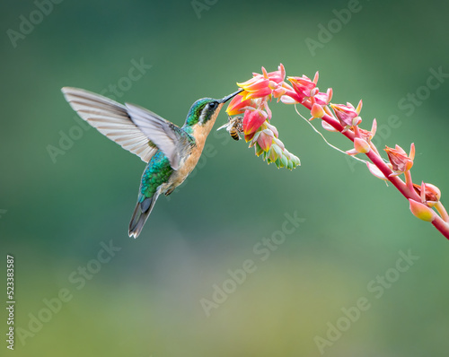 Female White-throated Mountain-gem  Lampornis castaneoventris  in flight in Costa Rica