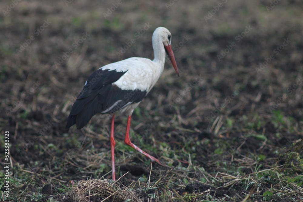 Storks In The Field After Harvest