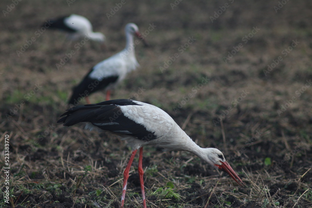 Fototapeta premium Storks In The Field After Harvest