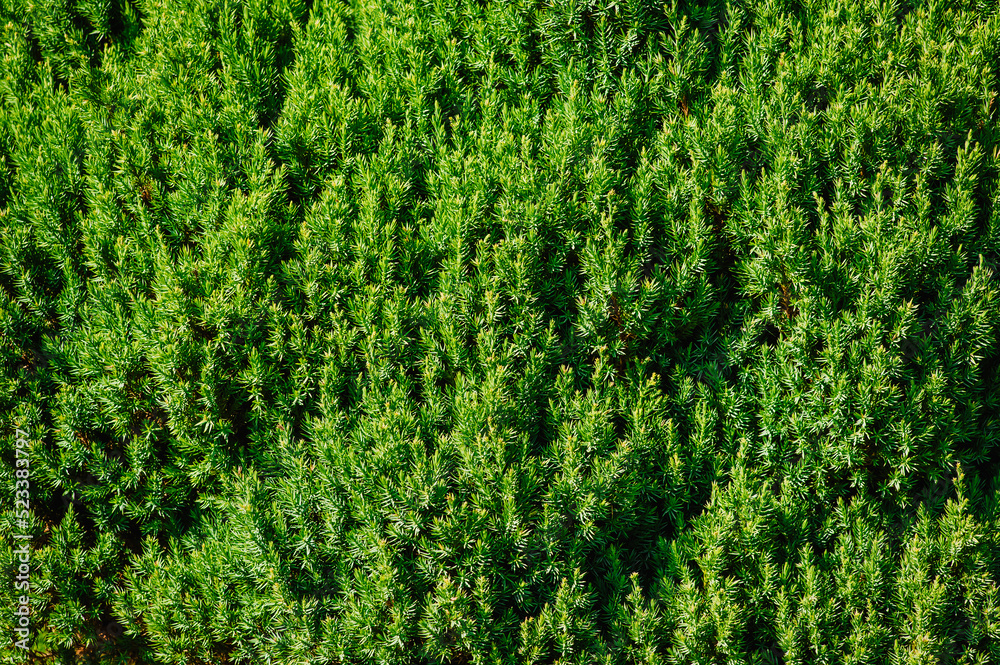 Background, texture of a green, evergreen yew plant close-up in the garden. Photography of nature.