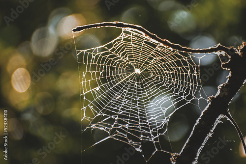 spider web in forest with dew drops
