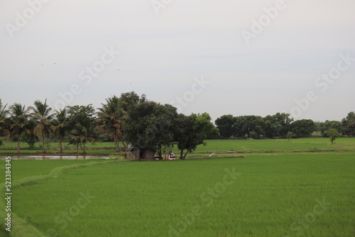 landscape with a tree in the park and a Country Home in India 