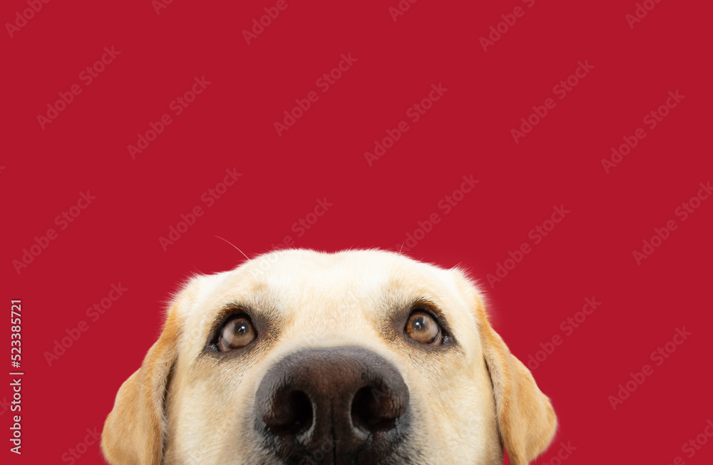 Portrait funny close-up labrador retriever dog. Isolated on red background