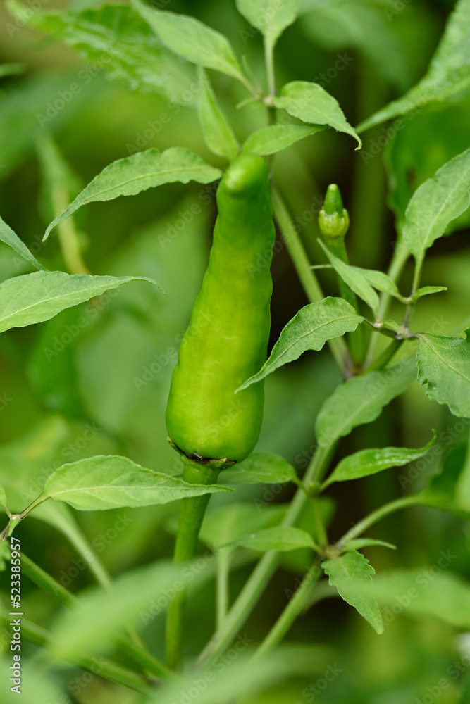closeup the ripe green chilly with leaves and plant growing in the farm soft focus natural green brown background. closeup the ripe green chilly with leaves and plant growing in the farm soft focus natural green brown background.