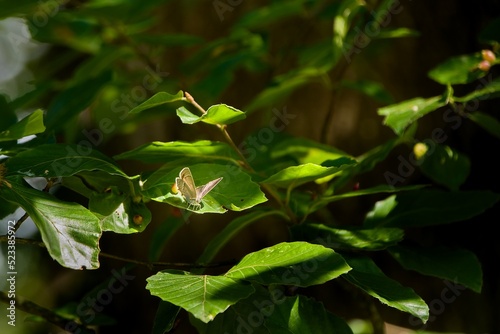 butterfly on oak tree
