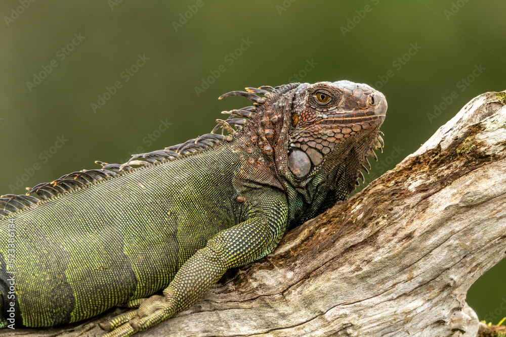 Fototapeta premium iguana on a branch