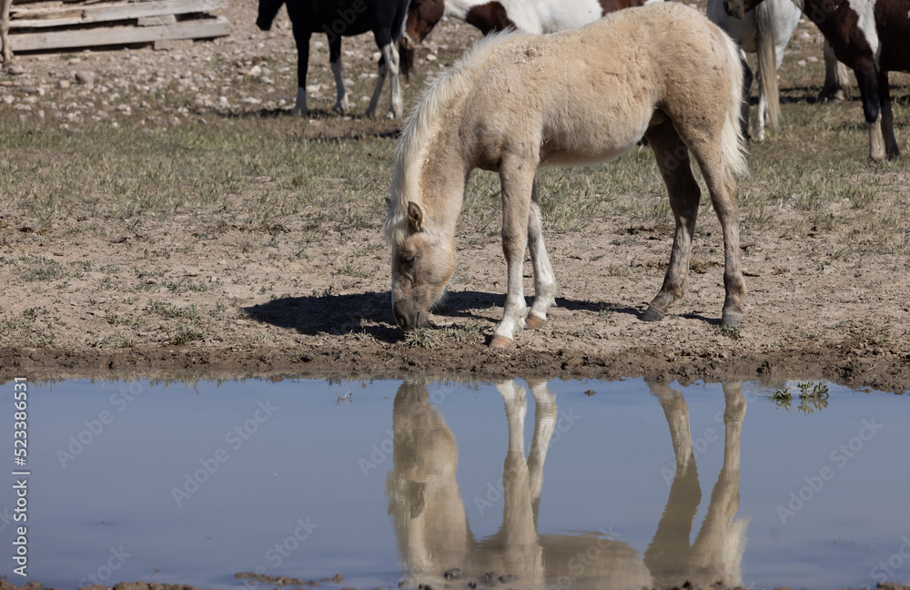 Obraz premium Wild Horse Foal in the Utah Desert