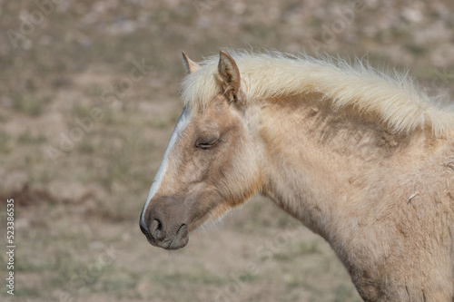 Wild Horse Foal in the Utah Desert © natureguy