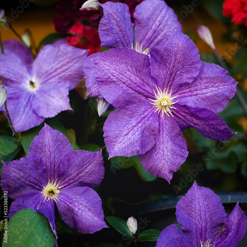 Clematis Rhapsody