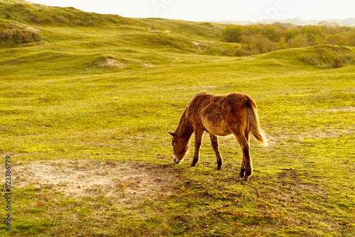 A Konik foal grazing in the North Holland dune reserve. Netherlands. photo