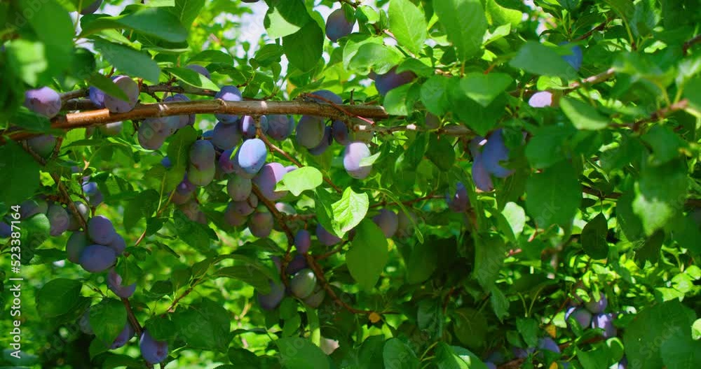 Unripe plums on the branch of a tree. Close up fruits. Plum variety is top hit. Eco ripening on the tree in the orchard. View of fresh organic food with green leaves in the garden. Unripe plums on the branch of a tree. Close up fruits. Plum variety is top hit. Eco ripening on the tree in the orchard. View of fresh organic food with green leaves in the garden.
