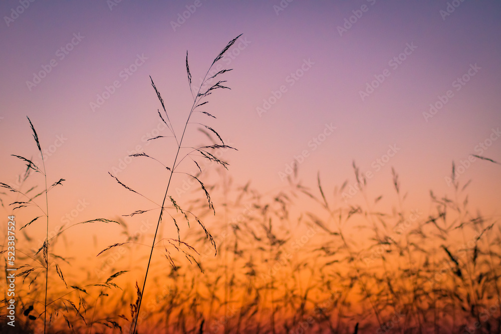 Obraz premium Colorful sunset with grasses in foreground and blurs in background