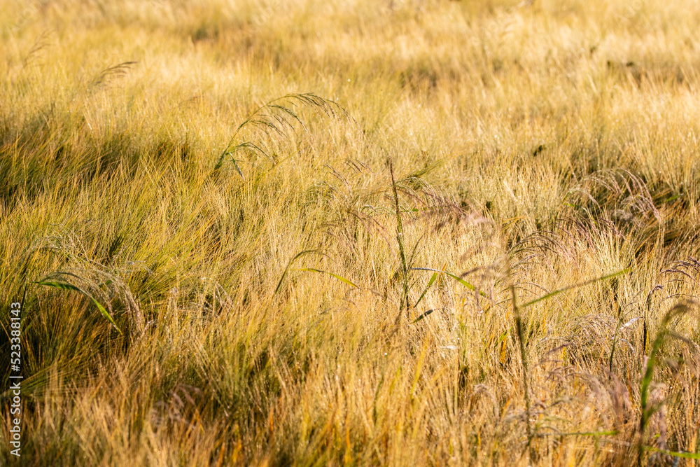 Obraz premium Cereal in the field before harvest on a sunny summer day. Summer. Day.