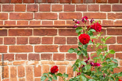 A red rose on a bush against the background of an orange antique brick wall