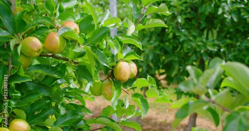 Growing apple tree, immature fruits. Unripe green apples in spring. 4K close-up, slow motion. Gardining. Agriculture. Organic natural eco production. photo