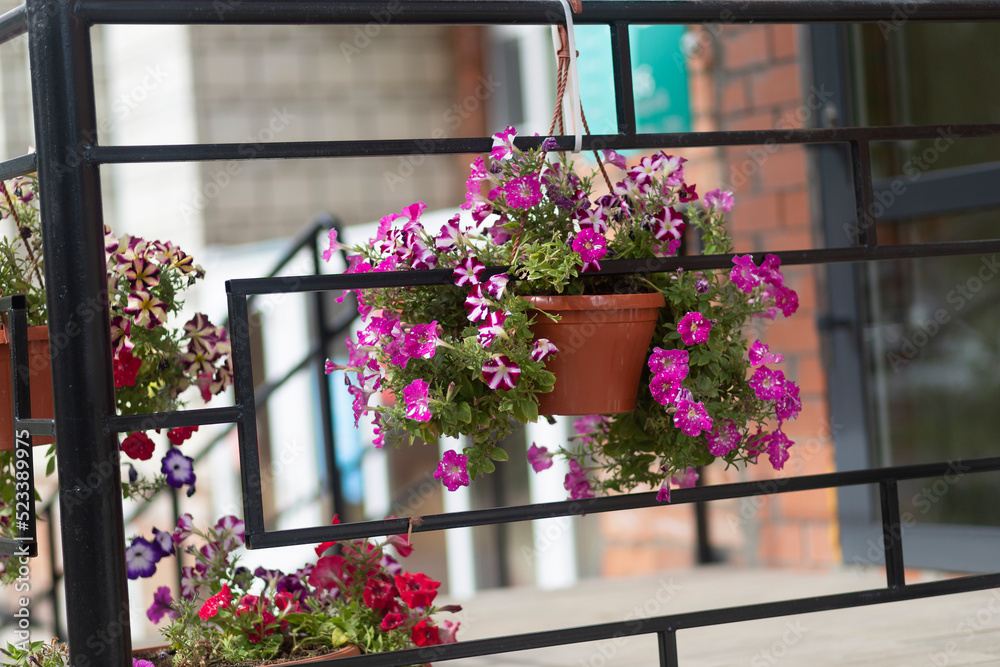 Fresh flowers in pots decorate the streets of the city.Summer flowers.