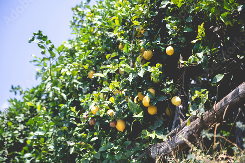 lemons on tree