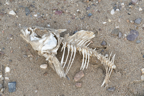 Skeleton of a dead fish on the bank of the river Elbe near Magdeburg in Germany © Heiko Küverling