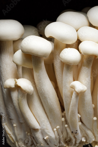 Close view of white shimeji mushrooms on a black background.
