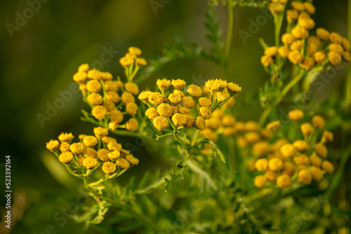 Yellow common tansy flowers or Tanacetum vulgare against a green blurred background. This plant is native to temperate Europe and Asia
