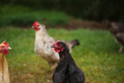 Chickens on a small farm in the country. Small scale poultry farming in Ontario, Canada.