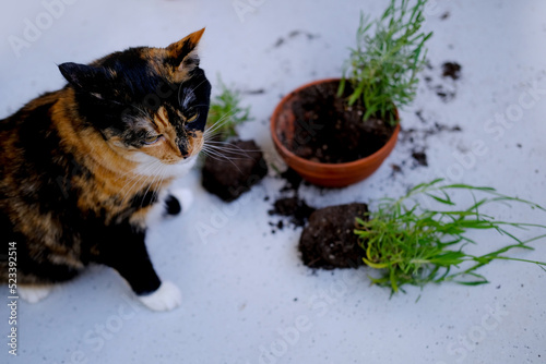 beautiful brown tricolor domestic cat turned indoor flowers, scattered earth from pots, gnawed plants, looks guiltily, concept of raising pets, danger of poisonous plants for four-legged