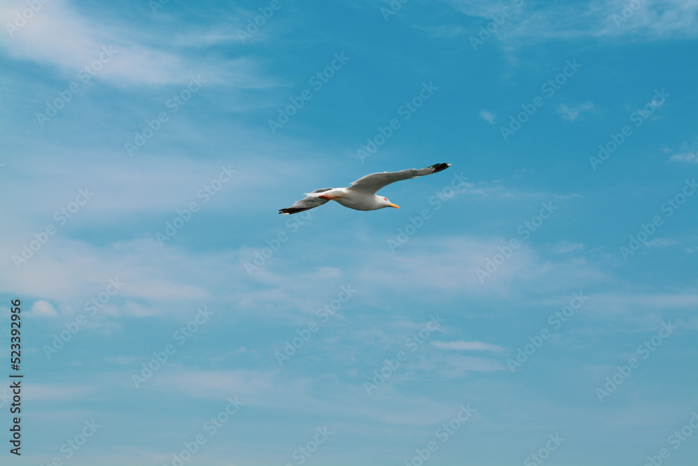 Fototapeta premium Seagull flying in the blue sky