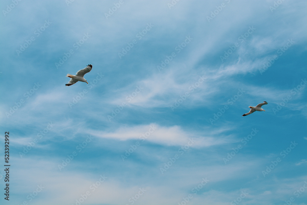Fototapeta premium Seagull flying in the blue sky