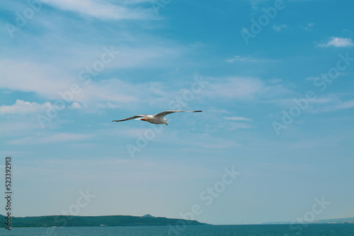 Seagull flying in the blue sky