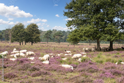 Fotografie Herd of sheep graze on the blooming heath near Leersum.