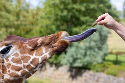 Photography Hand-feeding giraffe with loose tongue in the zoo